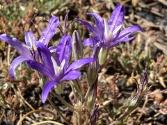Brodiaea rosea rosea