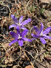 Brodiaea rosea rosea