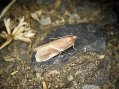 Acrobasis ferruginella