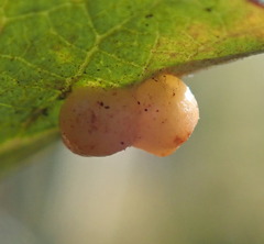 Euura monile