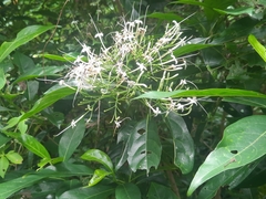 Pavetta hongkongensis