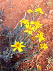 Senecio gregorii