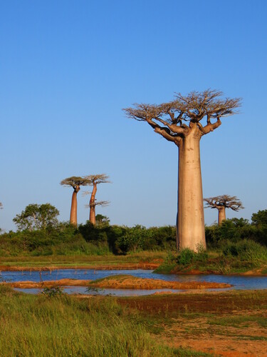 Adansonia grandidieri