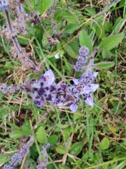 Lamiaceae