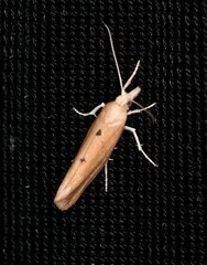 Ypsolopha cervella