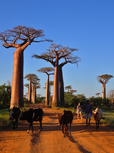 Adansonia grandidieri