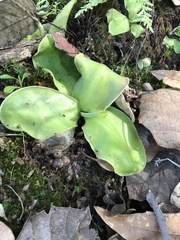 Pinguicula macrophylla