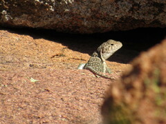 Crotaphytus collaris