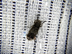 Ozotomerus japonicus