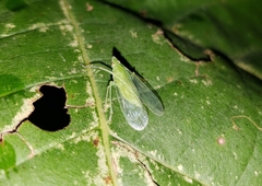 Rhynchomitra microrhina