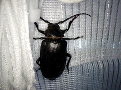 Prionus insularis insularis