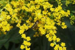 Epistrophella emarginata