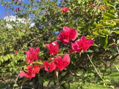 Bougainvillea spectabilis
