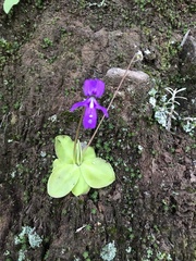 Pinguicula macrophylla