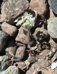 Homalocarpus dichotomus
