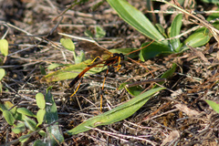 Therion circumflexum