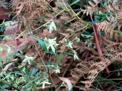 Clematis microphylla