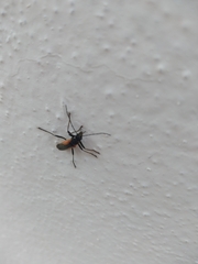Chauliognathus limbicollis