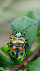 Scutiphora pedicellata