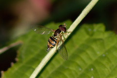 Toxomerus occidentalis