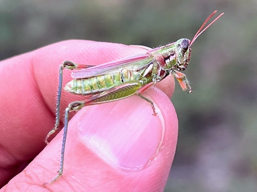 Hesperotettix gemmicula