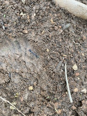 Myrmecia