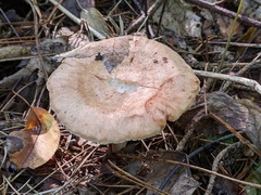 Lactarius vinaceorufescens