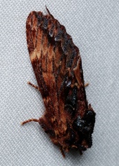 Sorama bicolor