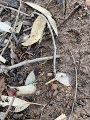Myrmecia