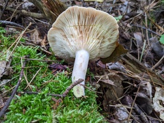 Lactarius vinaceorufescens