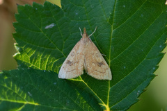 Udea profundalis