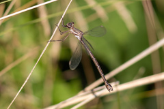Archilestes californicus
