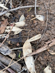 Myrmecia