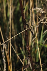 Rumex pseudonatronatus