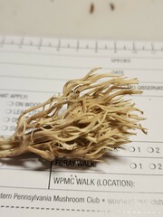 Clavulina reae