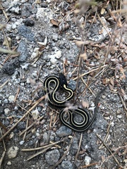 Thamnophis elegans elegans