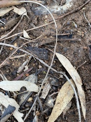 Myrmecia