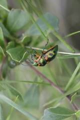 Scutiphora pedicellata