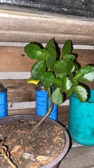 Kalanchoe