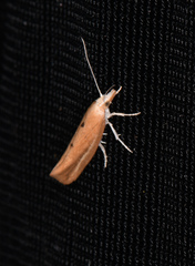 Ypsolopha cervella