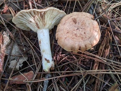 Lactarius vinaceorufescens
