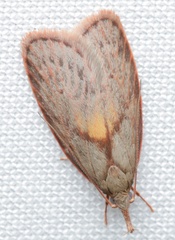 Enchocrates glaucopis