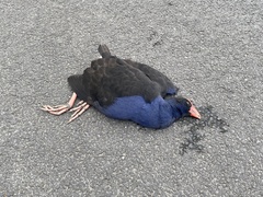 Porphyrio melanotus melanotus