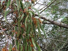 Amyema pendula