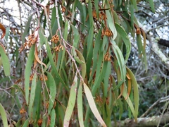Amyema pendula