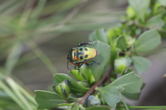 Scutiphora pedicellata
