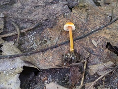 Mycena crocea