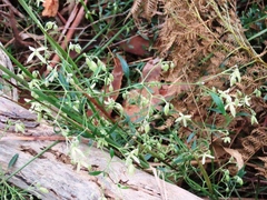 Clematis microphylla