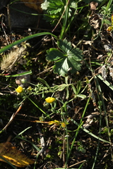 Potentilla intermedia