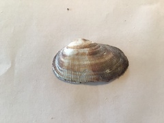 Barbatia pistachia